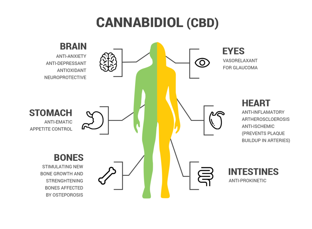 CBD VS THC | Treevana Wellness