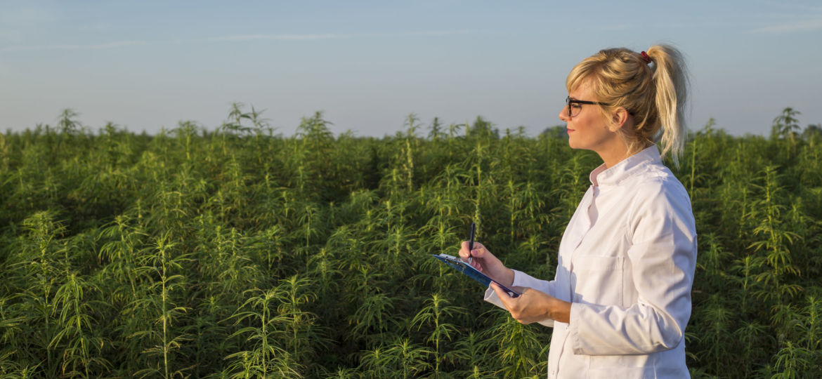 Scientist observing CBD hemp plants on marijuana field and taking notes