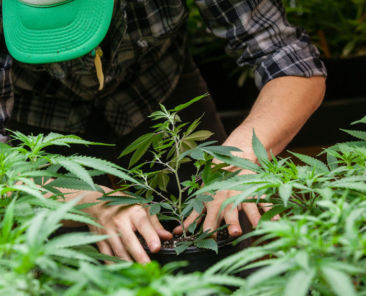 50901590 - a farmer puts his marijuana plant into soil